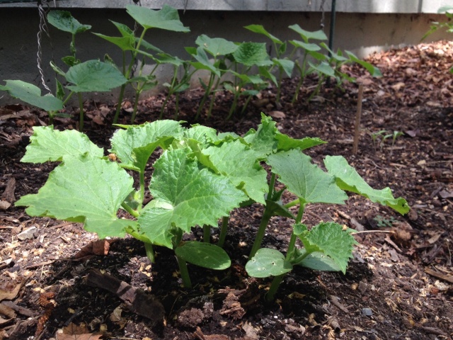Cucumbers are looking good.