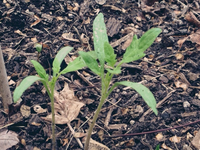 Tomatoes I planted from seed. So far so good.
