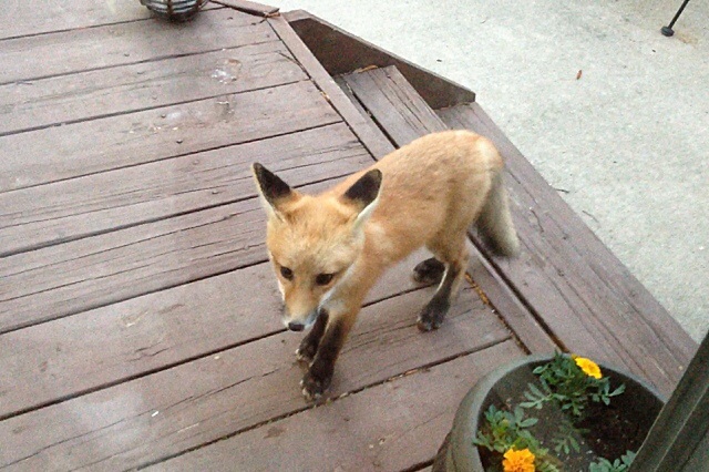 Here comes trouble. Juvenile fox on the backyard deck.